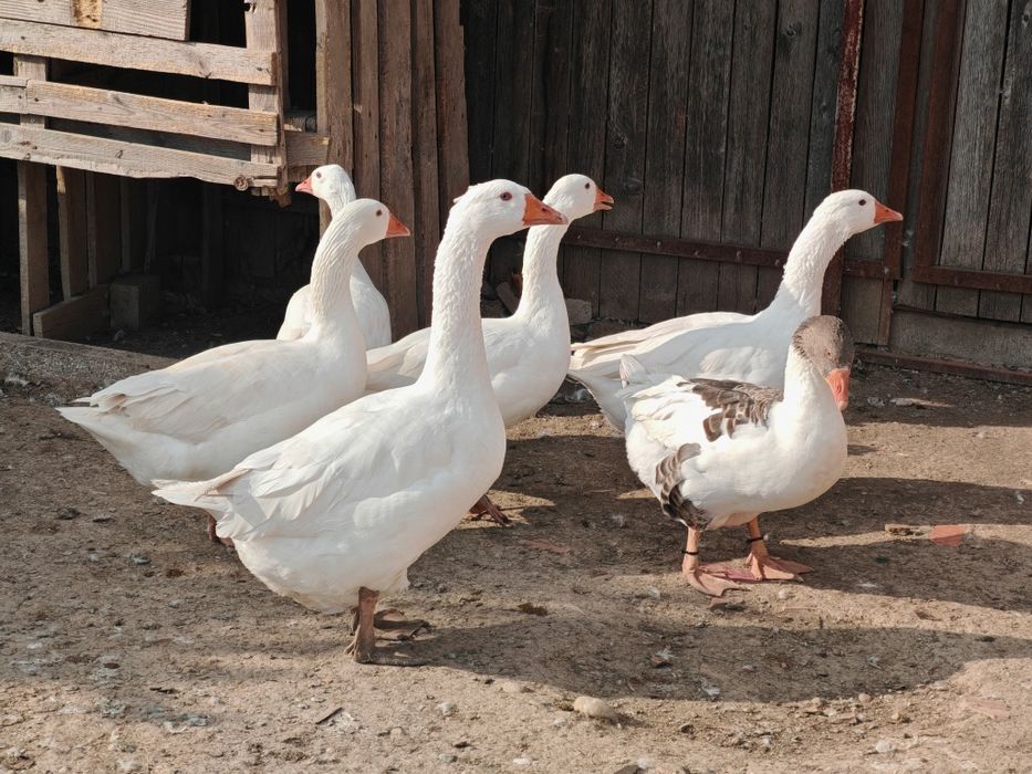 4 gâște și 3 gâscani