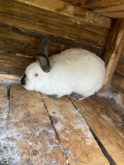 Vând mascul si femela de californieni