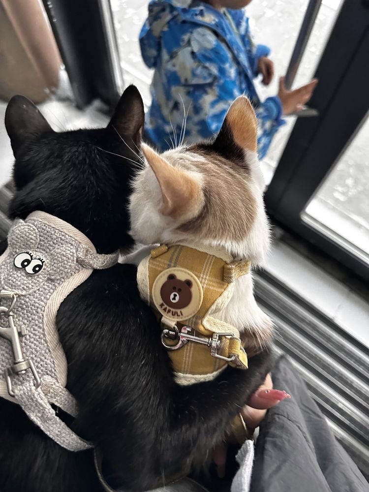 Две кошки