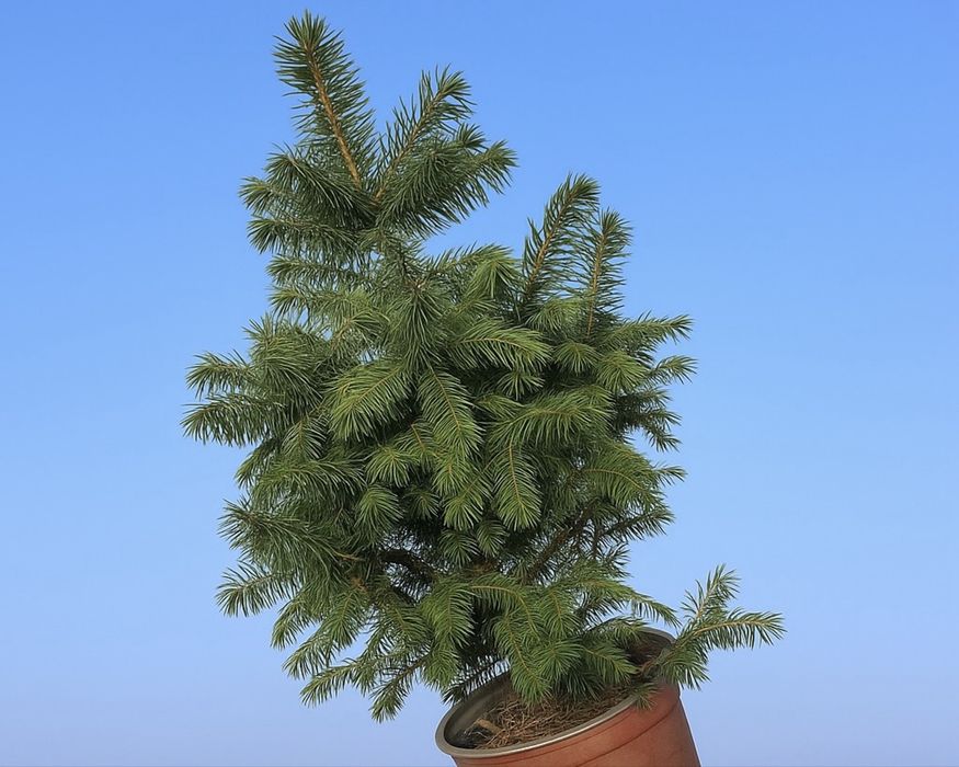 Голубая ель Елка голубой саженцы ели Посадка елку купить ёлку в Алмате