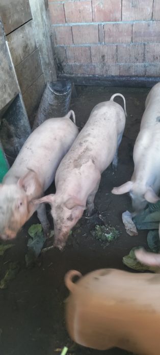 Genți Ford Focus 2003