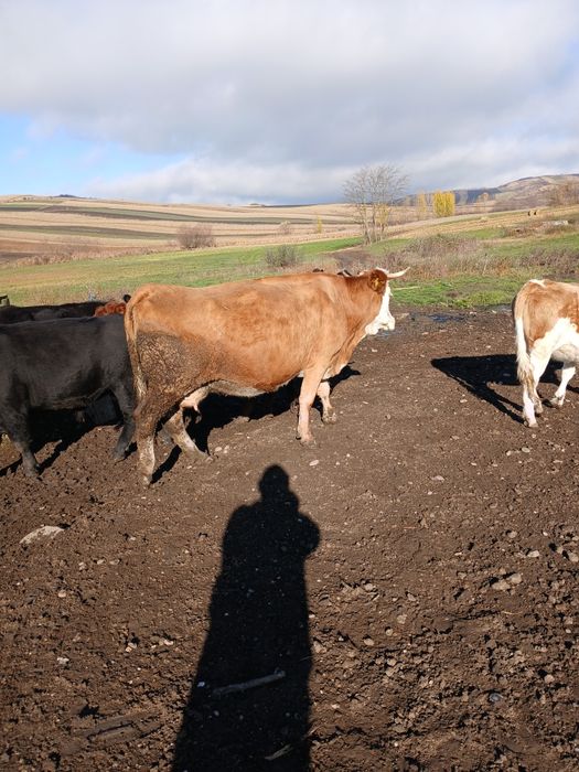 Vaca de vanzare.