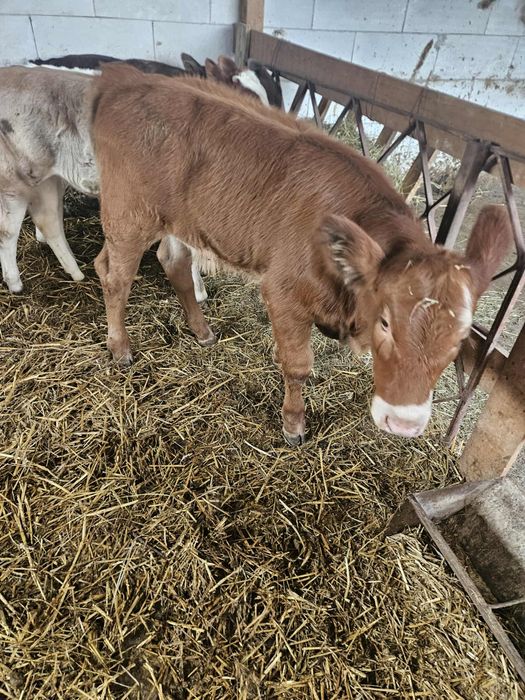 Vând vițeiiiiii...