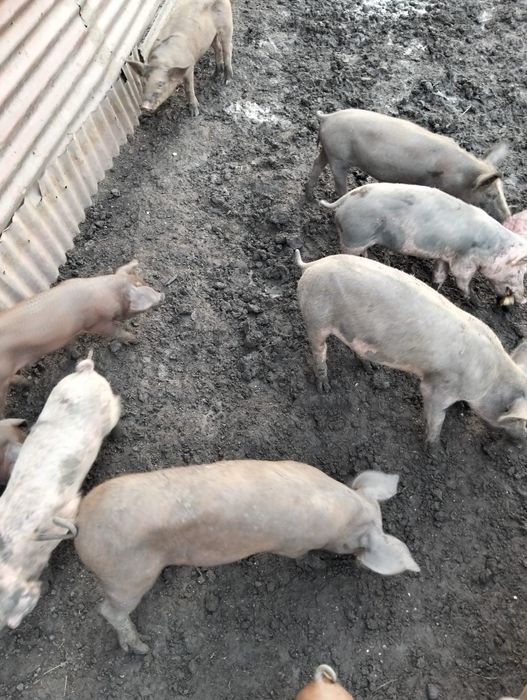 Schimb cu materiale de constructii