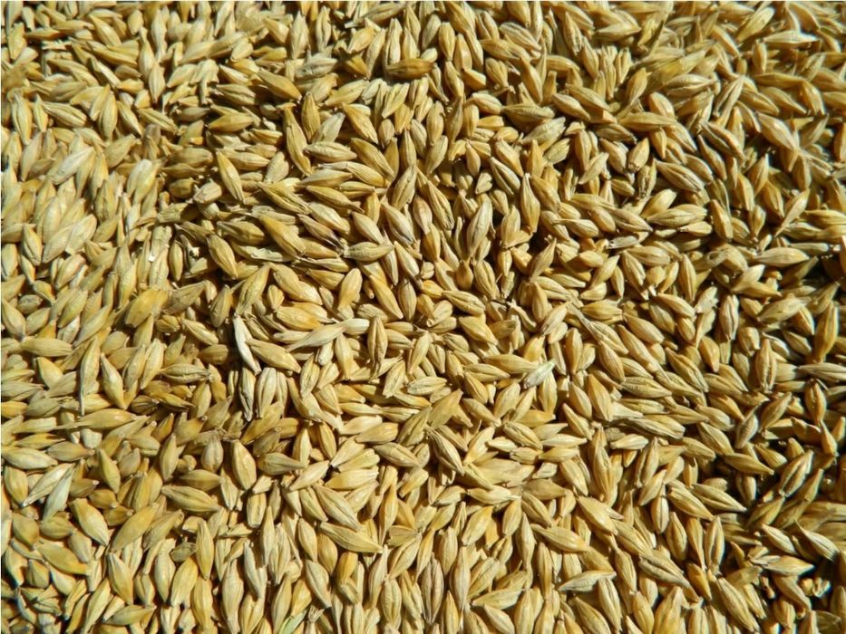Продам озимый ячмень