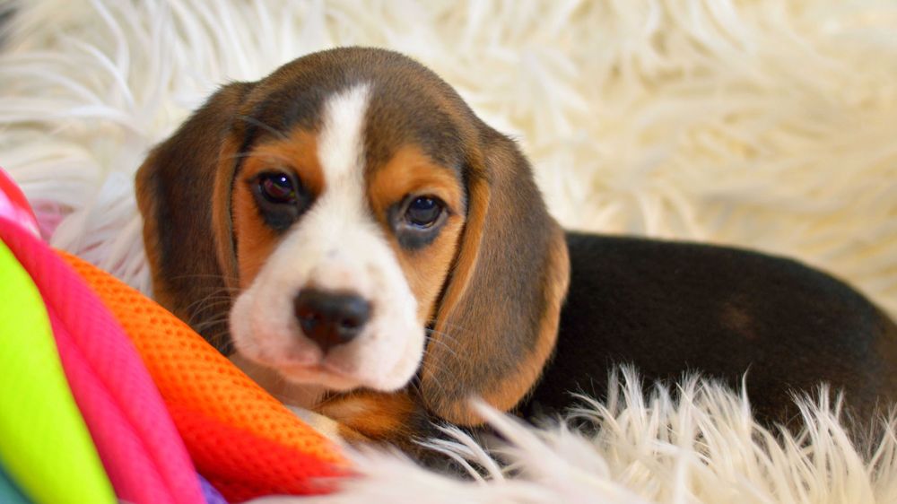 Pui Beagle tricolor din parinti cu pedigree