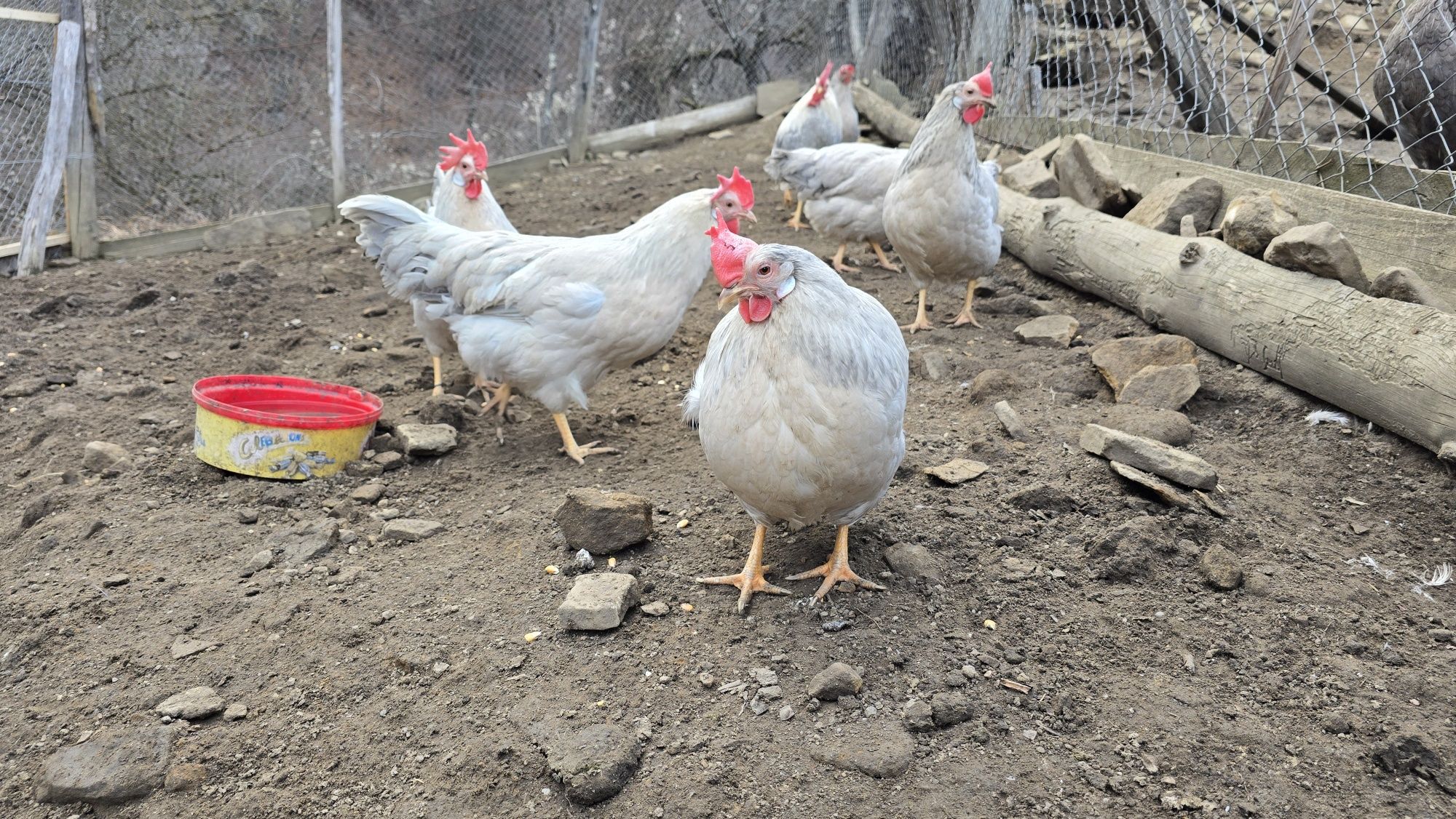 Italiana perlat (lavanda, albastră) 6 gaini am si oua de vanzare și un