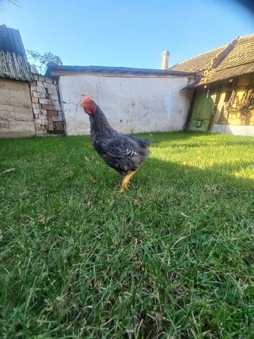 Vand 2 cocos plymont