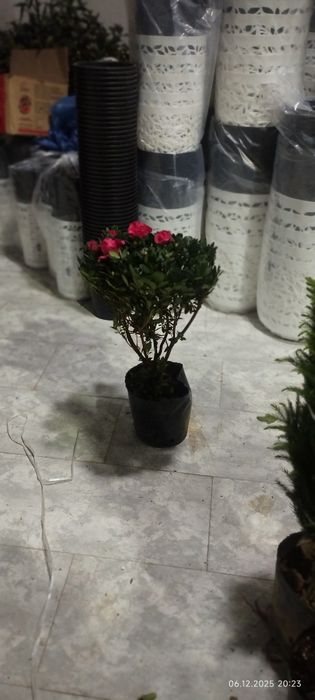 Камелия японская азалия японская