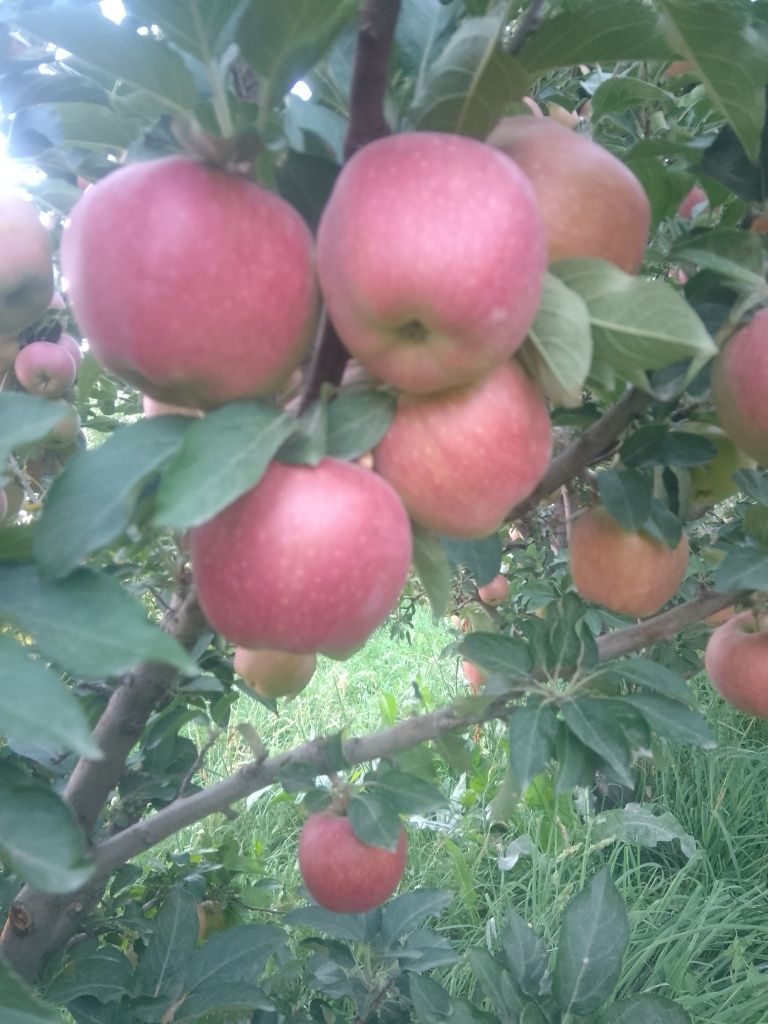 Продам яблоки с сада