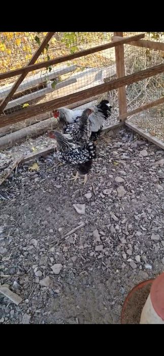 Виандот серебристы, загорски ласосевый