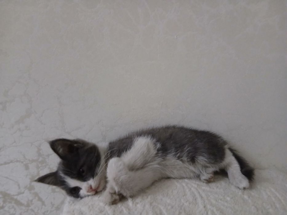 Отдам котят в хорошие руки