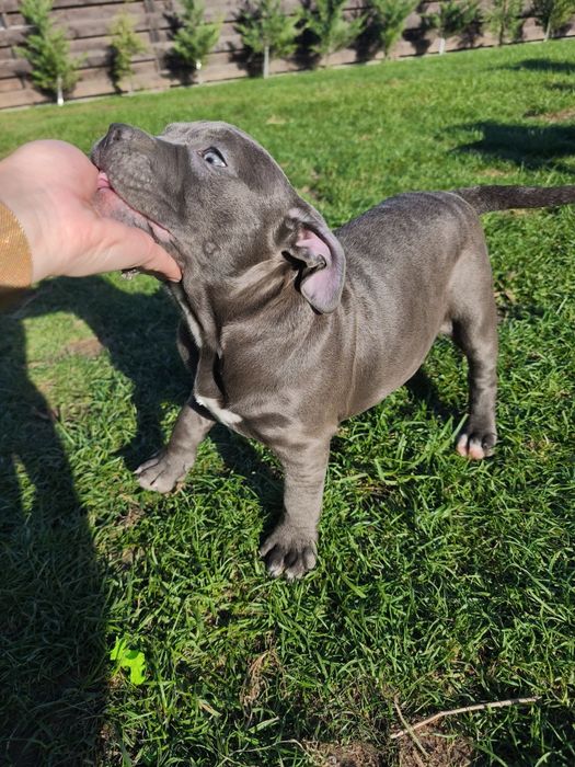 American bully standard