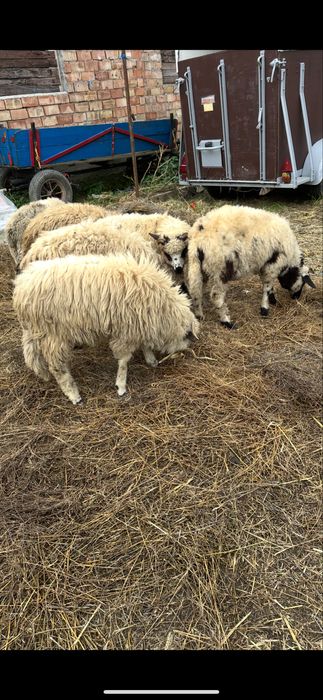 De vanzare 5 milute si un berbecut din anul 2025 fara defecte