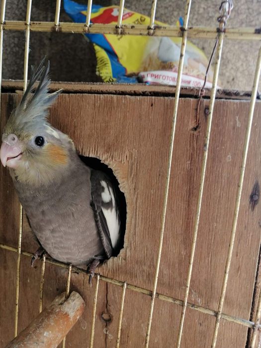 Продам попугаев нимфа-кореллы выкормыши 1 месяц