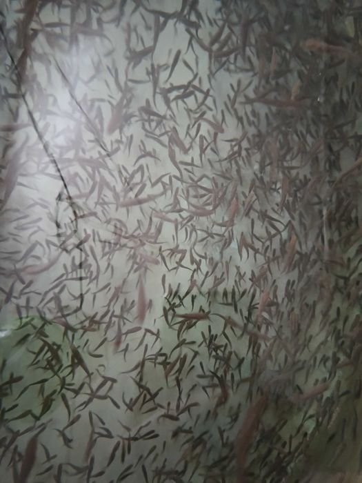 VÂND PUIET Păstrav curcubeu