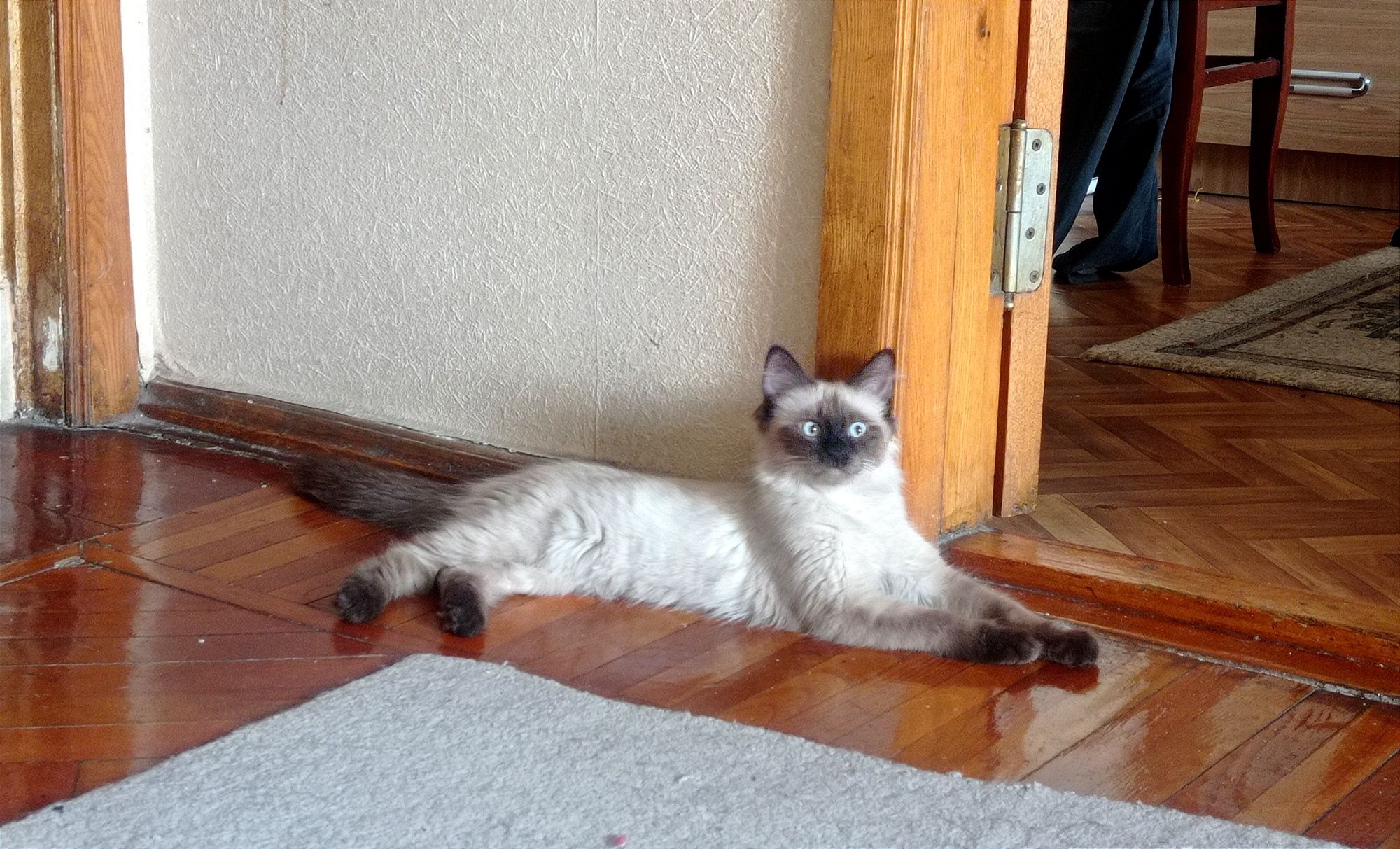 Сиамская кошка ..
