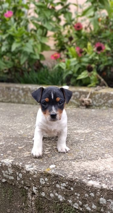 Căței Jakc Russell Terrieri