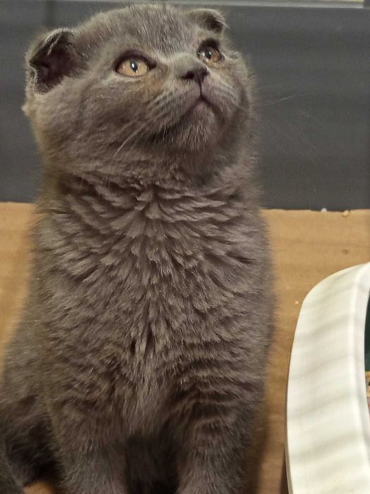 Шотландски котета момчета