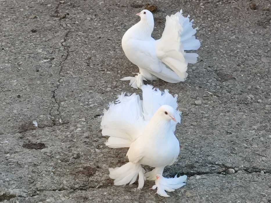 Vând porumbei voltați maghiari