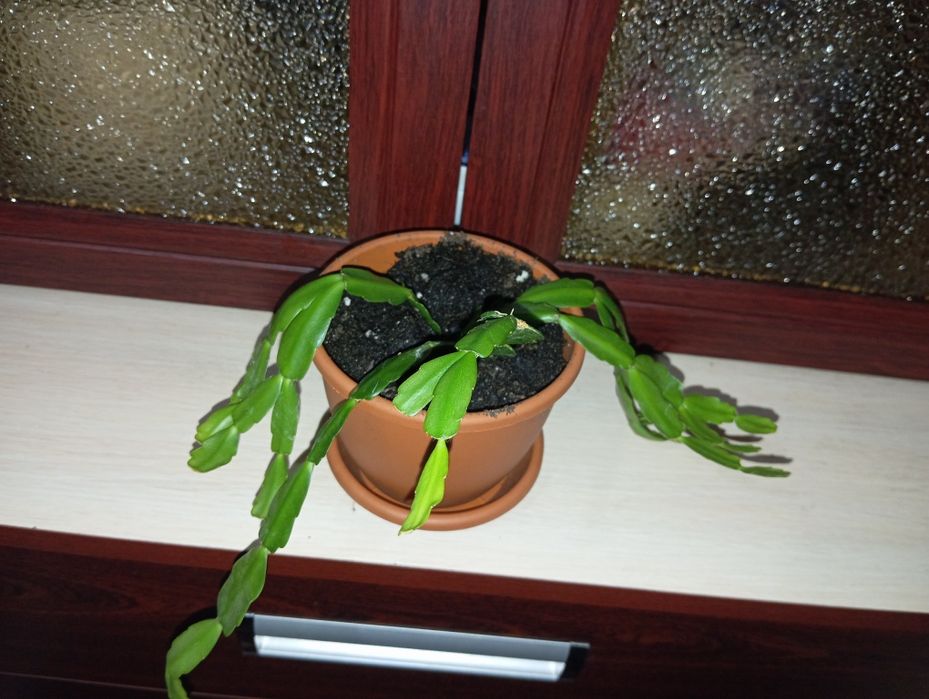 Продам декабрист