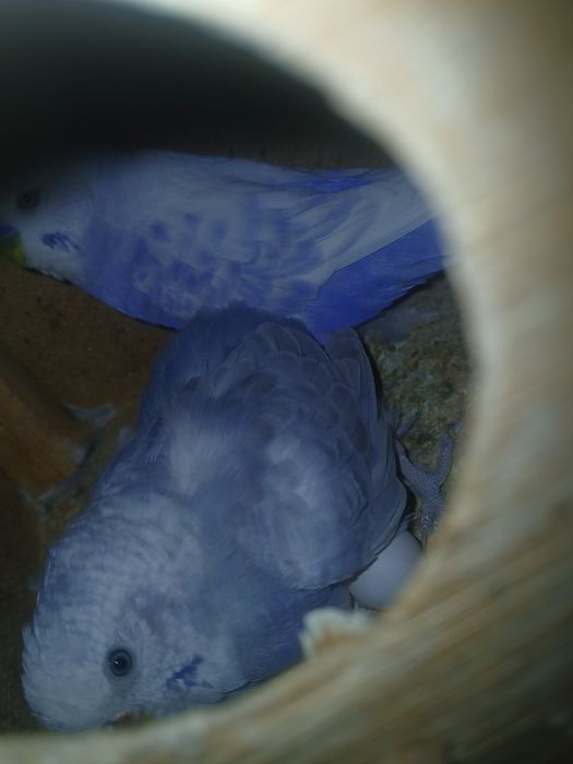 2  juft popugay sotiladi 1 ta parasi tuxumda