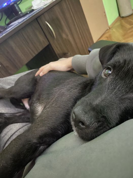 Домашен любимец мъжко куче Лаборадор-Питбул микс