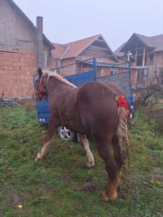 de vnzare doa mânze