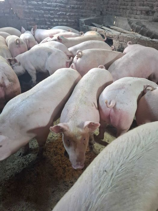 Угоени прасета 6лв