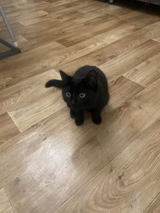 кот 3 мес самец активный