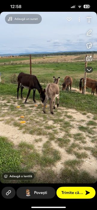 Magarita cu pui de vanzare