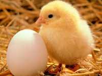 Инкубационное яйцо бройлеров порода Арбор