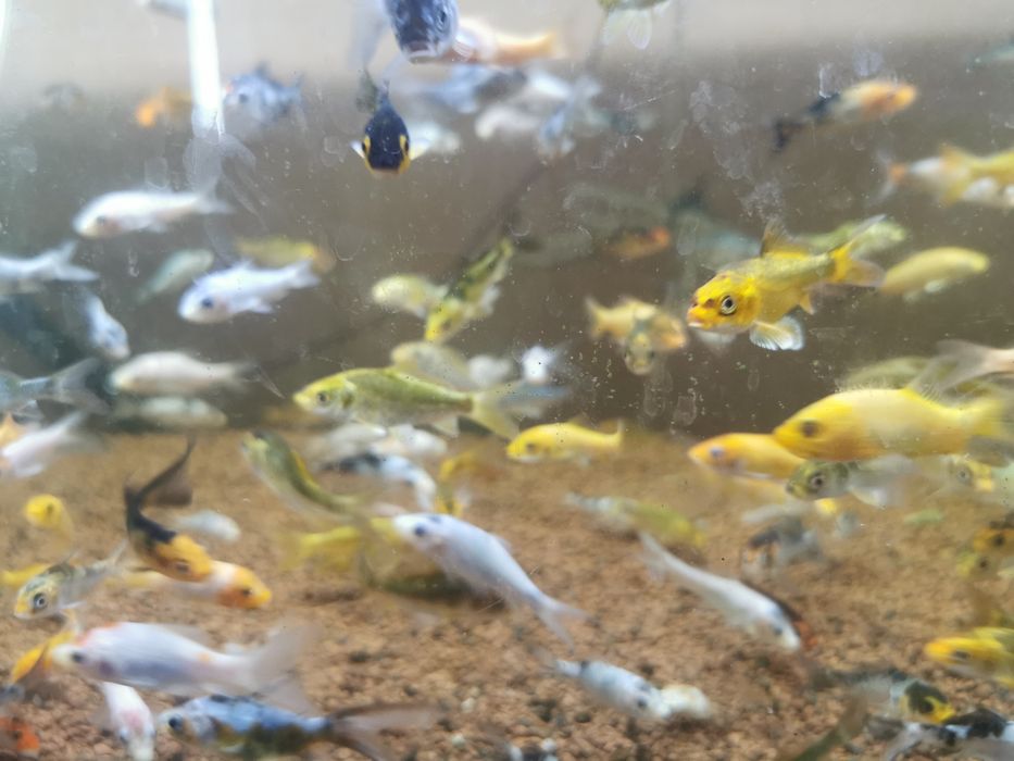 Crapi Koi Buterfly și standard toate culorile.