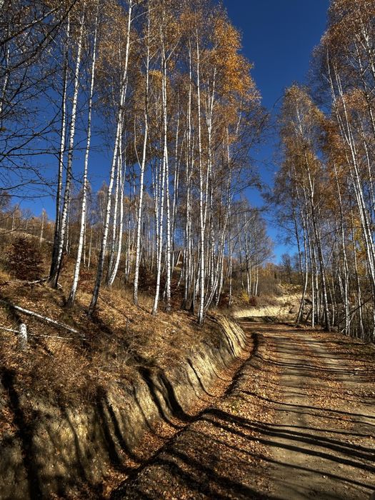 Casa / A frame  - cabana