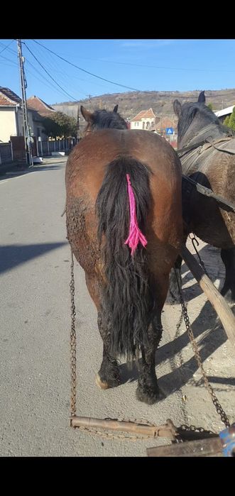 Vand caruta hamuri si o manza de 1 an jumate