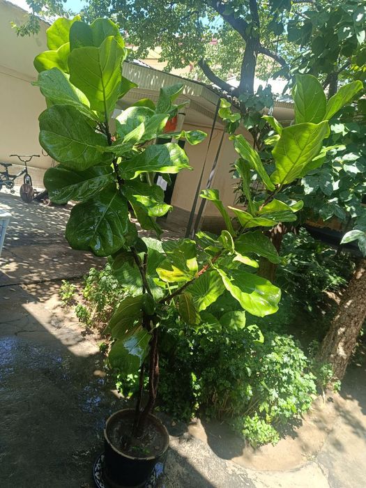 Уй ва офис учун гуллар