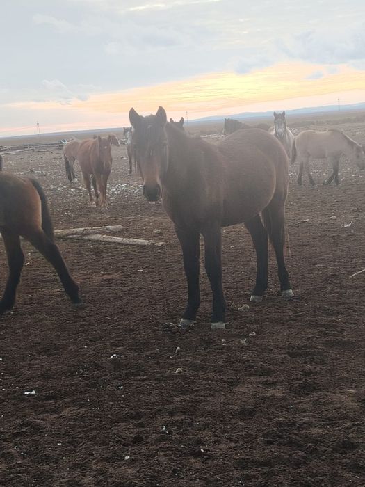 1,5 жасап тайлар сатылады