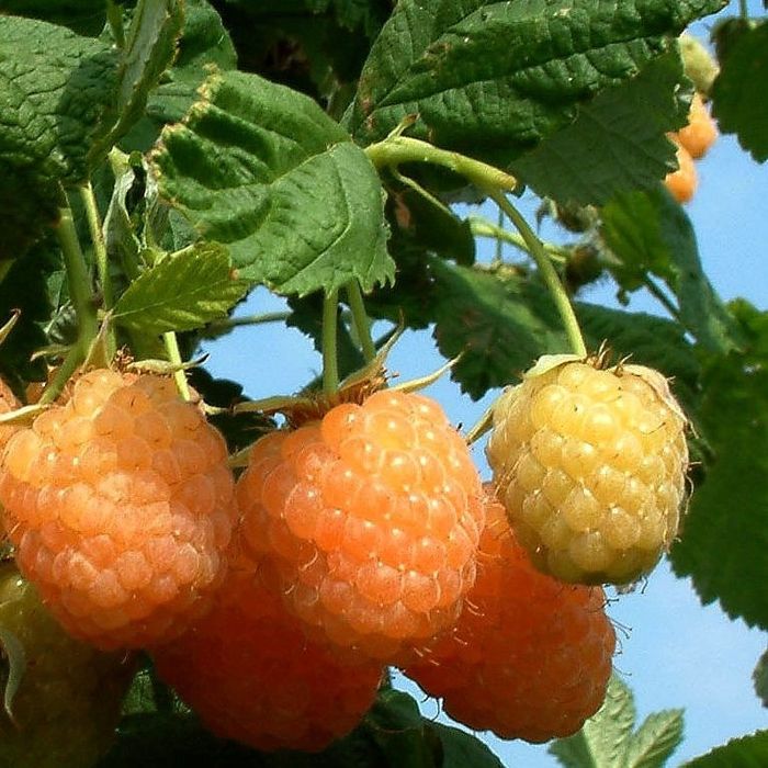 Arbuști fructiferi Zmeur Galben