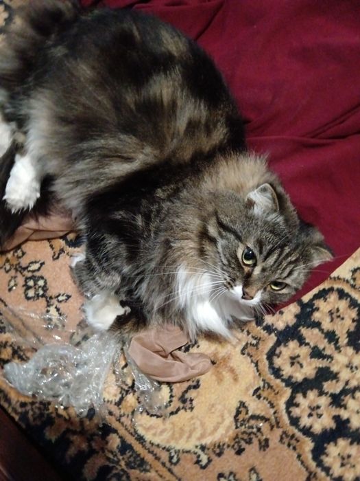 Отдам в хороши руки