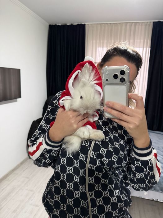 Cadoul perfect de Craciun  Iepure Pitic