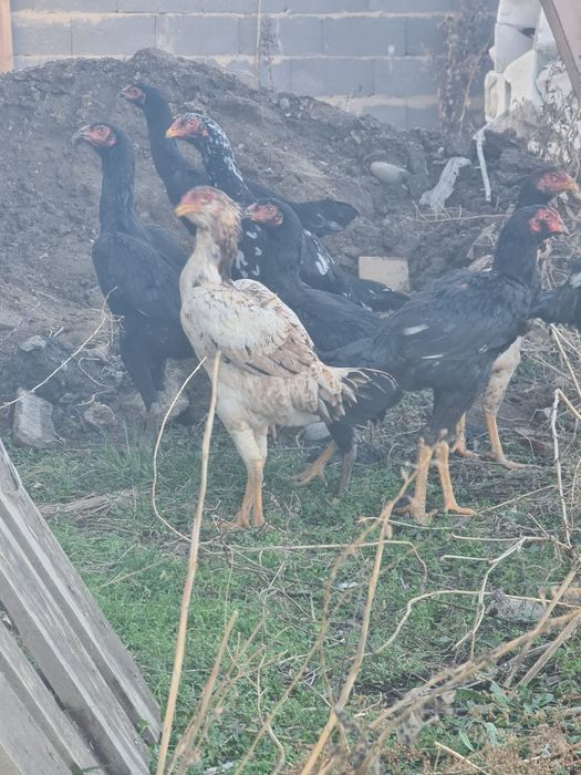Дакан Куры февральский 7 куры 1 петушок всех продам предлагаите цену