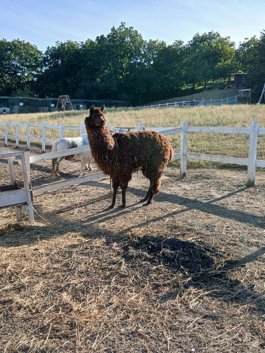 Alpaca, mascul adult de 3 ani