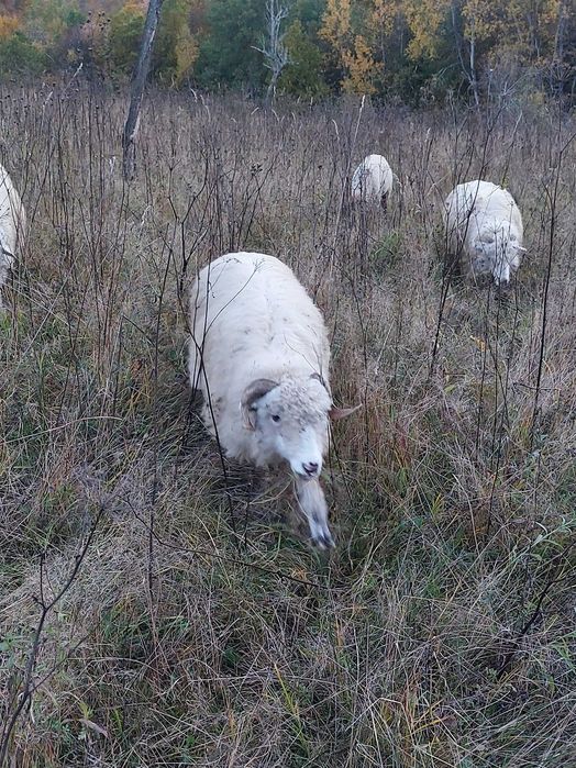 Vand oi de carne, metis si țurcane
