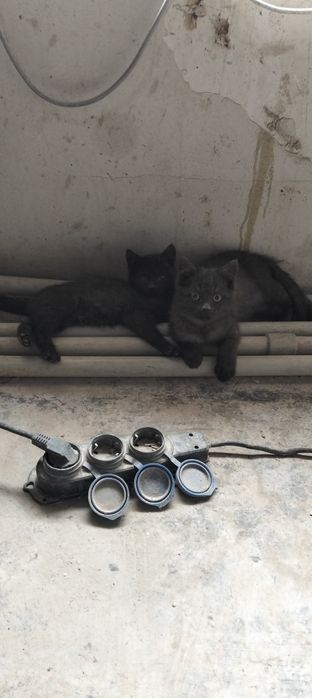 Пристроим кошек, котят породистых два котенка есть породистых