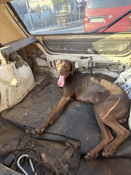 Продавам ловджийско куче мъжко курцкар