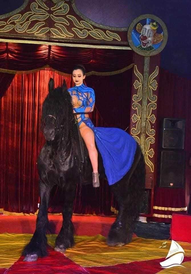 Фризийски жребец