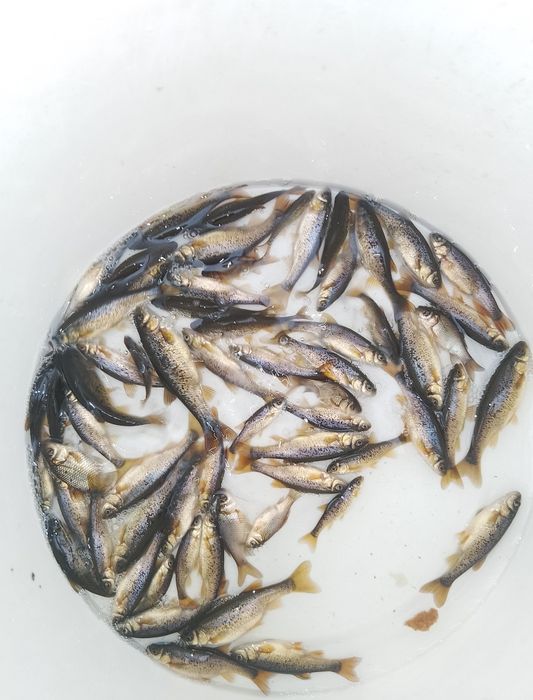 Живец гальян ...