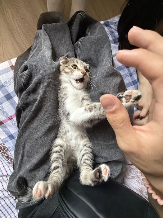 Отдам котенка в добрые руки
