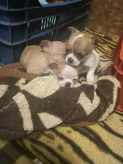 Продавам чихуахуа