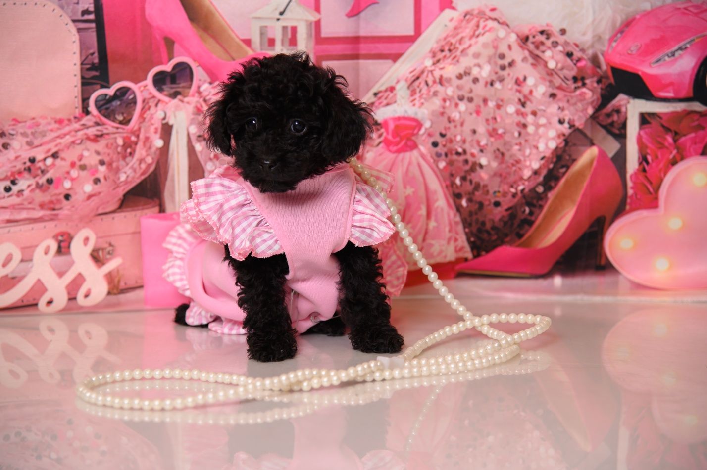 Пудел Той- Poodle Toy